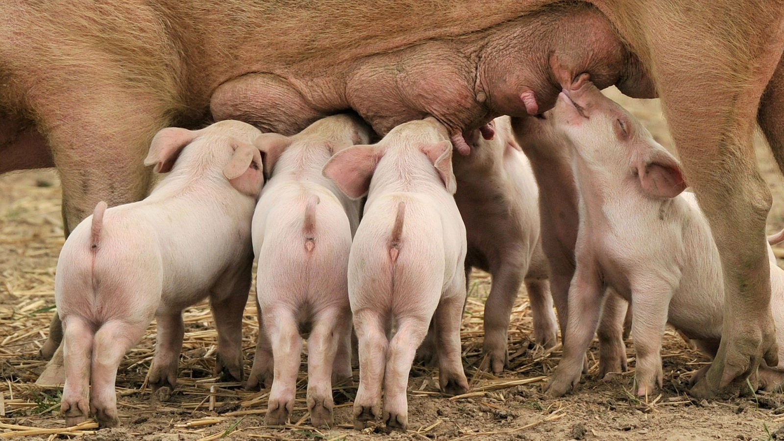 tierzucht-schweine